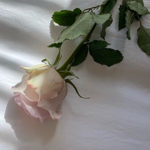 Meet your Posher, Ardiana